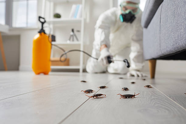 Post-Treatment Bed Bug Interceptor Monitoring in St. George